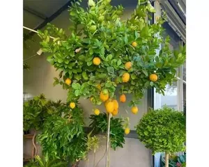 A Complete Guide to Lemon Tree Care (Step-by-Step Guide on How to Plant, Fertilize, Prune, and Control Pests and Diseases) 3