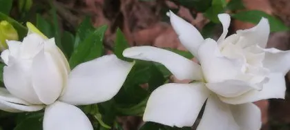 The Autumn Care of Small-leaf Gardenia (Creating a Beautiful Gardenia Garden in Autumn)