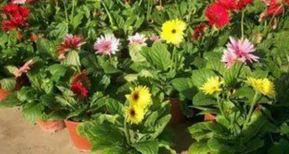 小叶栀子花的秋季养护(打造秋季美丽的栀子花园)2