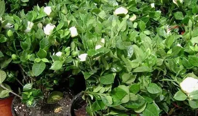 小叶栀子花的秋季养护(打造秋季美丽的栀子花园)3