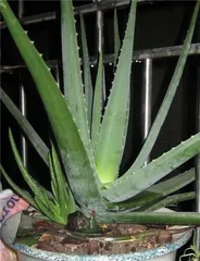 Baby Aloe Vera, the caring method you long for! (How to water potted aloe vera? Teach you to be an aloe vera care expert!)