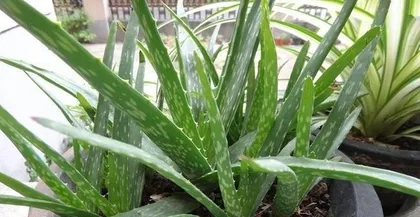 My precious aloe vera, the care method I