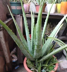 My precious aloe vera, the care method I
