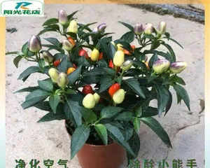 Key points for caring for potted chili peppers (sunlight, water, and temperature are key)