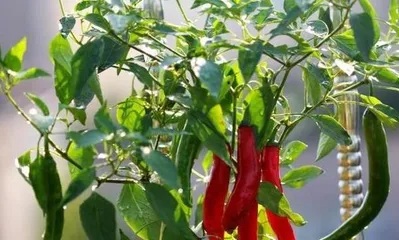 Key points for caring for potted chili peppers (sunlight, water, and temperature are key) 2