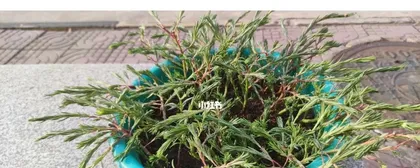 The reasons for sunflower mums shedding leaves and solutions (understand the growth characteristics and care techniques of sunflower mums to fill your garden with vitality)