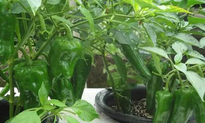 Key points for caring for potted chili peppers (sunlight, water, and temperature are key) 3