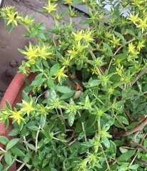 Reasons and Solutions for Sunflower Brocade Leaf Shedding (Understand the growth characteristics and maintenance skills of Sunflower Brocade to make your garden full of vitality)2