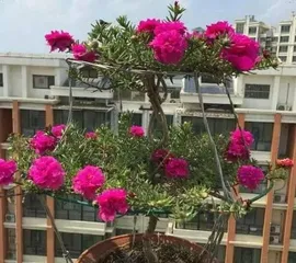 Reasons and Solutions for Sunflower Brocade Leaf Shedding (Understand the growth characteristics and maintenance skills of Sunflower Brocade to make your garden full of vitality)3
