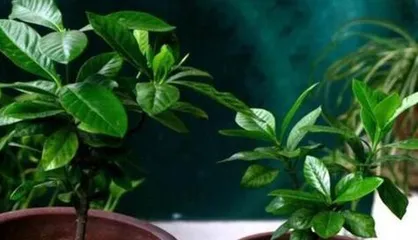 The Watering Methods and Techniques for Potted Orange Trees (Easy Maintenance, Ensuring Healthy Growth)