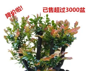 The Cultivation Method of Small Leaf Zitan Bonsai (Creating Beautiful Bonsai, Making Life Better)