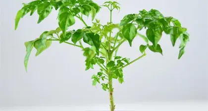 盆栽桔子树的浇水方法与技巧(轻松养护,保证健康生长)3