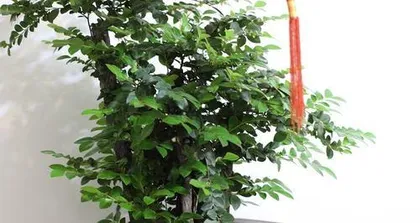 Pterocarpus santalinus Bonsai Planting Method (Creating Beautiful Bonsai to Make Life Better) 2