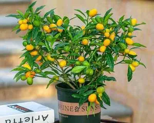 Winter Care for Potted Orange Trees (How to Get Potted Orange Trees Through the Cold Winter?)