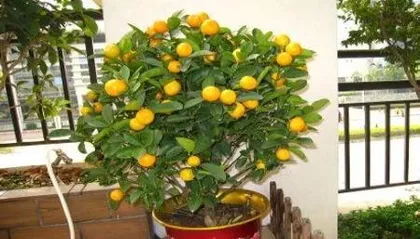 Winter Care for Potted Orange Trees (How to Help Potted Orange Trees Survive the Winter?) 2