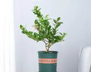 The Care and Cultivation of Lemon Balm (Methods and Key Points for Growing Lemon Balm)