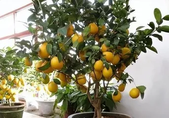 Perfume lemon cultivation and maintenance (cultivation methods and key points of maintenance for perfume lemon) 2