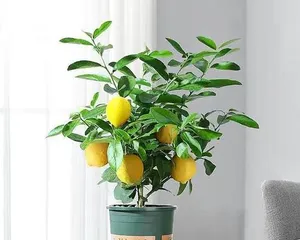 Perfume lemon cultivation and maintenance (cultivation methods and key points of maintenance for perfume lemon) 3