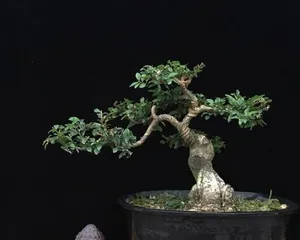 A Complete Guide to Caring for Maple Elms Bonsai (Precautions and Care Techniques to Make Your Bonsai More Beautiful)