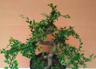 A Complete Guide to Chinese Elm Bonsai Care (Precautions and Care Tips to Make Your Bonsai More Beautiful) 2
