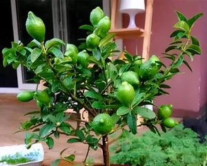 How to Care for a Lemon Tree in Winter (Lemon Winter Care Tips)