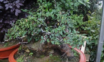 A Complete Guide to Chinese Elm Bonsai Care (Precautions and Care Tips to Make Your Bonsai More Beautiful) 3