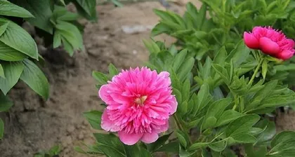 How to scientifically care for peonies? (Key growth environment and care techniques for peonies)