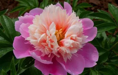 How to scientifically care for peonies? (Key growing environment and care tips for peonies) 2