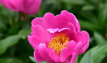 How to scientifically care for peonies? (Key growing environment and care tips for peonies) 3