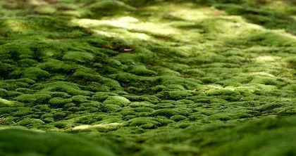 A Complete Collection of Common Mosses (Introducing the Characteristics and Growth Environment of Mosses)