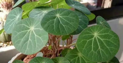The watering frequency of mountain tortoise (Mastering watering techniques for healthy pet turtle care)