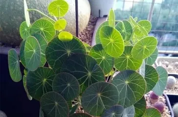 Watering Frequency for Mountain Turtles (Master Watering Techniques for Healthy Pet Turtle Care) 2