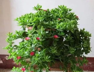 Tips for keeping the牡丹吊兰 more vigorous (Creating lush and green peperomia, start with care)