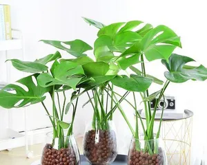 Green Life in Winter——Guide to Choosing Large Indoor Potted Plants (The Secret to Selecting Cold-Tolerant Large Indoor Potted Plants)