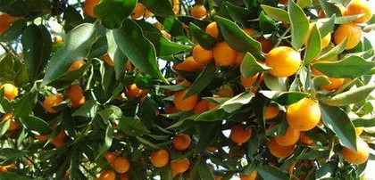 The season of honey tangerines (Discussing the ripening cycle of honey tangerines and their quality characteristics)