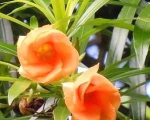 Poinsettia Indoor Care Guide (Care Methods, Selection Tips, Precautions)