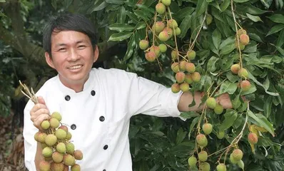 Litchi Fruit Season Maintenance and Management (How long does the fruiting season last? How is it managed?)