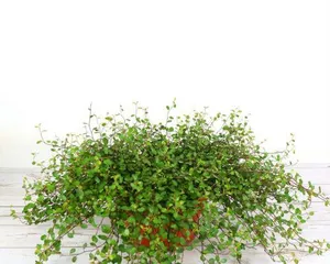 Winter Hardy Plants Unveiled (Cold is No More a Concern, These Plants Keep Your Garden Green All Year Round)