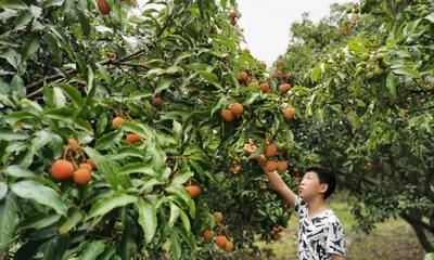 Maintenance and Management of the Lychee Fruiting Period (How long is the fruiting period? How to manage it?) 2