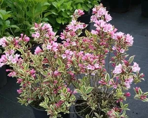 Unveiling Winter Hardy Plants (Cold is No Longer a Problem, These Plants Keep Your Garden Green All Year Round) 2