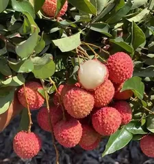 Maintenance and Management of the Lychee Fruiting Period (How long is the fruiting period? How to manage it?) 3