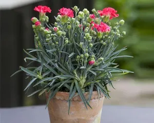 Unveiling Winter Hardy Plants (Cold is No Longer a Problem, These Plants Keep Your Garden Green All Year Round) 3