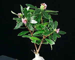 Indoor Cold-Tolerant Plant Care Guide (Choose Cold-Tolerant Plants to Create a Pleasant Indoor Ecosystem)