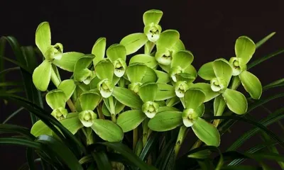 A Complete Guide to Orchid Care (From Selection to Maintenance, Helping You Easily Grow Blooming Orchids)