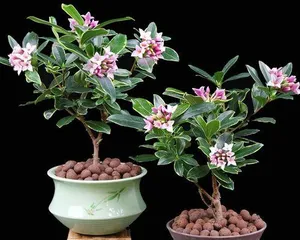 A Guide to Caring for Cold-Tolerant Indoor Plants (Choose Cold-Tolerant Plants, Create a Pleasant Indoor Ecosystem) 2