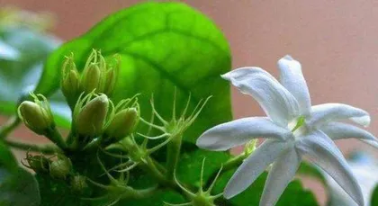 Is the lily toxic? How to care for it indoors? (Understand the toxicity of the lily, make it a choice for indoor beauty)