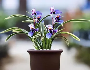 A Complete Guide to Orchid Care (From Selection to Cultivation, Helping You Easily Grow Blooming Orchids) 2