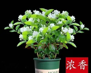 Is Gardenia Toxic? How to Care for It Indoors? (Understanding Gardenia Toxicity to Make It a Choice for Indoor Beauty) 2