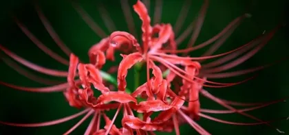 Why can't we keep Lycoris radiata at home? (Discussing the toxicity and difficulty of maintaining Lycoris radiata)