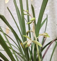 A Complete Guide to Orchid Care (From Selection to Cultivation, Helping You Easily Grow Blooming Orchids) 3